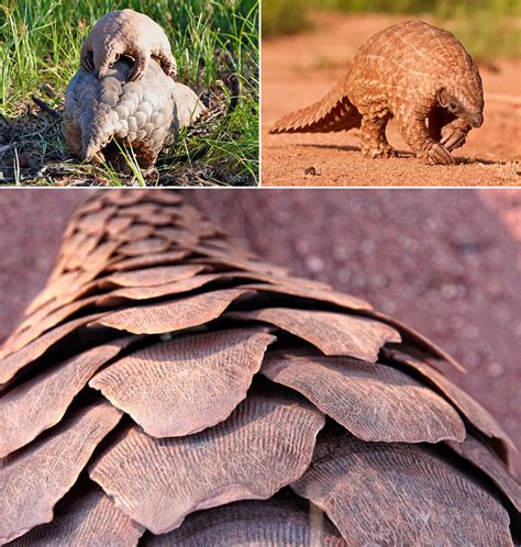 Pangolin Fascinating Facts