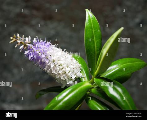 Hebe Great Orme Close Up Of Plant Showing Flowers And Glossy Leaves