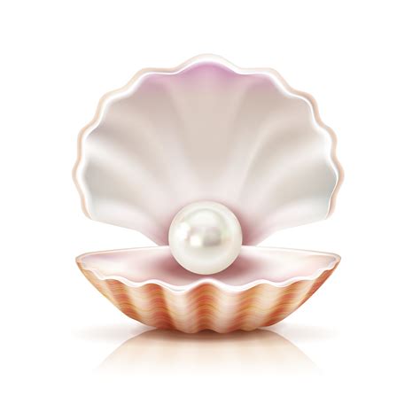 Shell Pearl Realistic Isolated Image 470504 Vector Art At Vecteezy