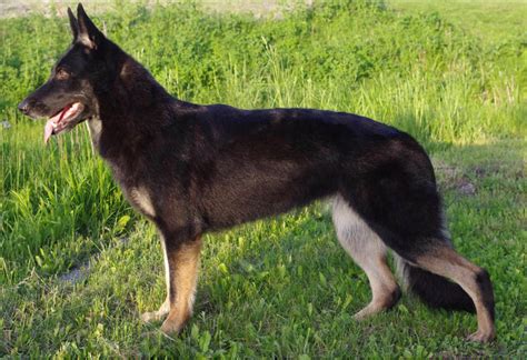 Bi-Color German Shepherd: Beautiful and Unique Dog With a Special Color