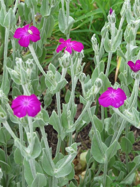 Lychnis Lychnis Coronaria perennial plants live plants