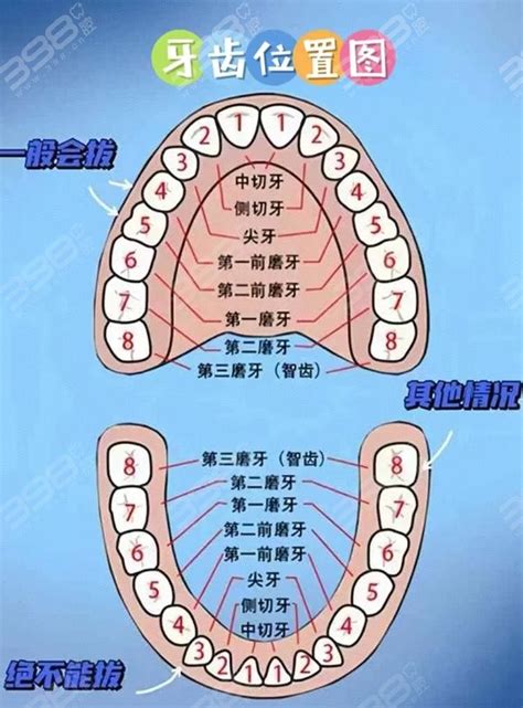 牙齿名字和分布排列图介绍：28颗牙齿的名称配图讲解位置更加清晰 整牙经验分享 398口腔网