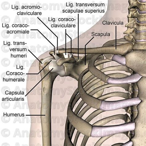 Anatomy Stock Images Shoulder Ligaments Acromioclaviculare