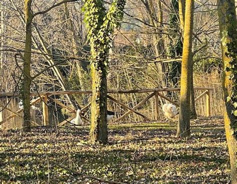 Pesaro Ladri Di Oche E Anatre Al Parco Miralfiore Notizie Cronaca