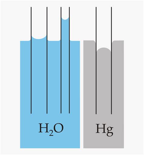 Capillary Action Definition Biology, HD Png Download - kindpng