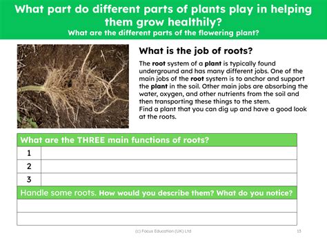 What is the job of roots? - worksheet | Science 2nd Grade