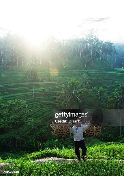 The Tegallalang Rice Terraces Photos and Premium High Res Pictures ...