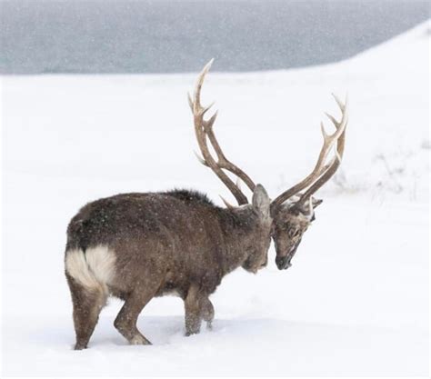 A Deer With The Severed Head Of Another Deer Stuck Together With The