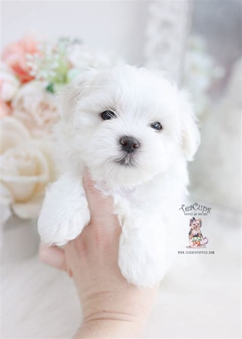 Teacup And Toy Maltese Puppies Teacup Puppies Boutique