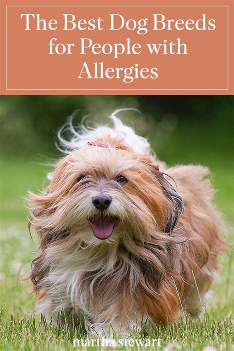 The Best Dog Breeds for People with Allergies | Best dog breeds, Dog ...