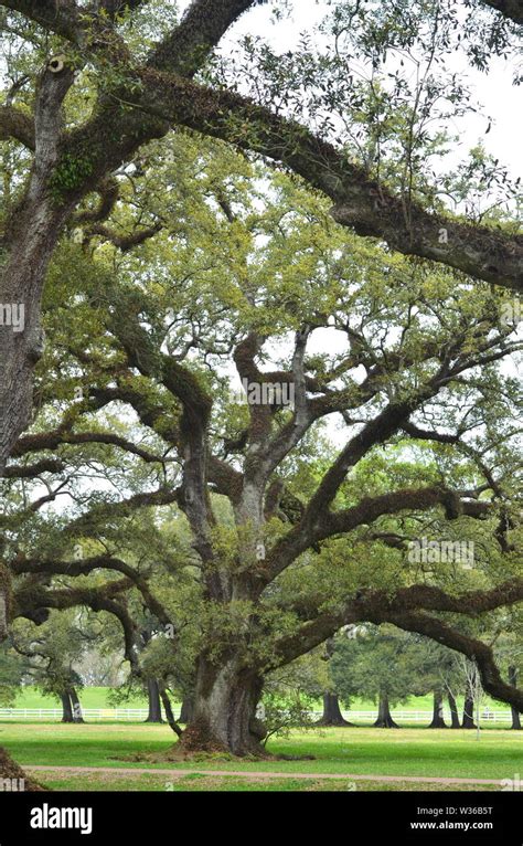 Beautiful Old Southern Live Oak Trees Quercus Virginiana In Louisiana