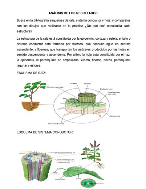 Biolog A Iii De Cristian Espinosa Actividad Experimental Aut Trofa