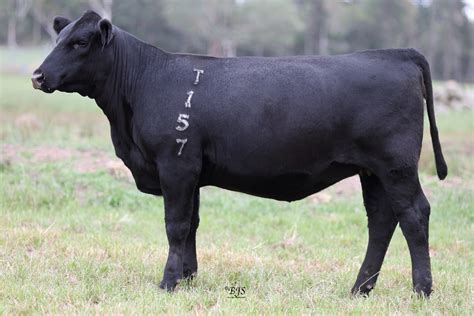 Lot 31 Circle 8 Rosebud T157 Auctionsplus