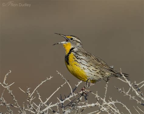 Western Meadowlarks Of Spring Feathered Photography