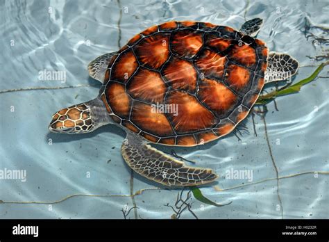 Golfina Pacific Ridley Tortuga Golfina Tortugas De Mar Tortugas Ridley Del Pacífico