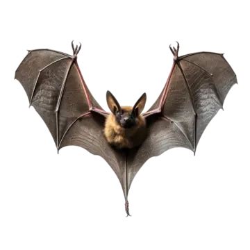 bat wings spread png transparent images   vector files