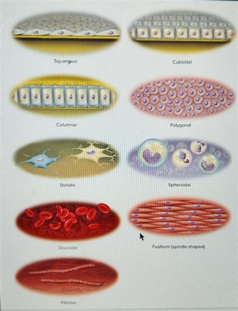 A And P Chapter 3 Cell Form And Function Diagram Quizlet