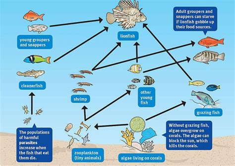 An Invasive Species: The Lionfish | The Great Projects