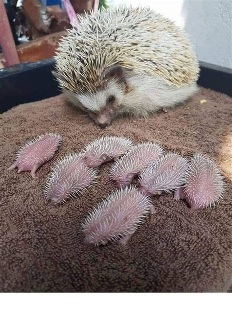 🔥 Mother Hedgehog with New Born Babies 🔥🔥🔥🔥🔥🔥🔥 : r/NatureIsFuckingLit