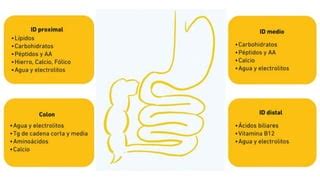 SINDROME DE MALABSORCION Generalidades Y Conceptos Basicos PPT