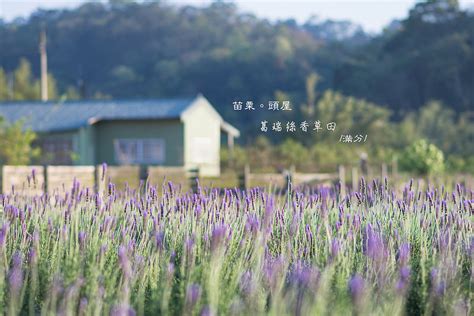 【苗栗。頭屋景點】葛瑞絲香草田免門票景點 7千坪薰衣草 ~ 紫色風潮。季節限定 ~ 沉醉在夢幻的紫色花田旅遊walkerland窩客島