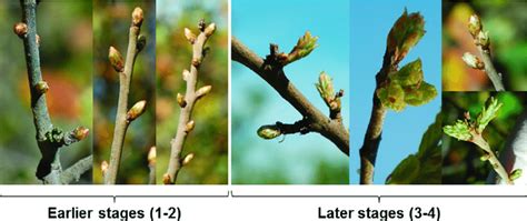 Development Stages Of Bud Sprouting In Quercus Suber Earlier Stages Download Scientific