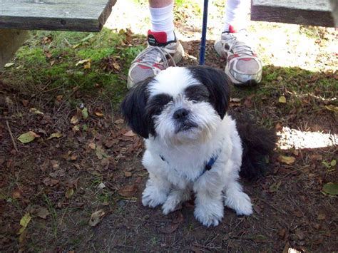What Is a Shih Tzu? There is Much to Know About This Nobel Breed