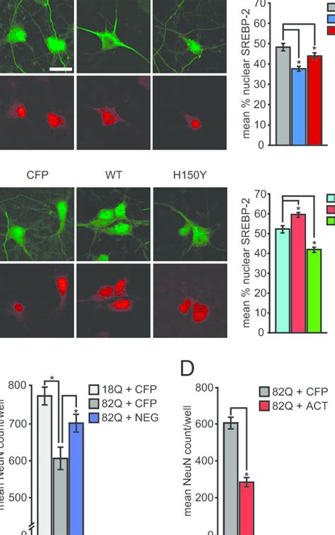 Sirt Inhibition Reduces Nuclear Trafficking Of Srebp A Both Ak