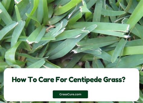 How To Care For Centipede Grass? | Grass Cure