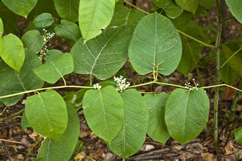 Minnesota Seasons Japanese Knotweed