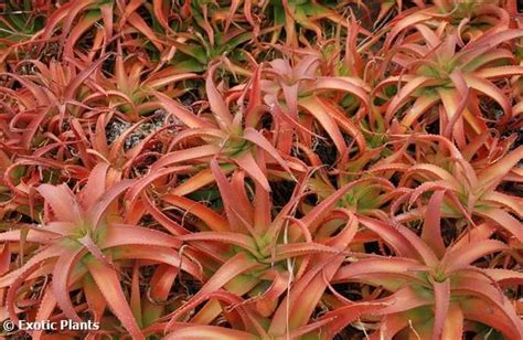 Red And Green Plants Are Growing In The Ground