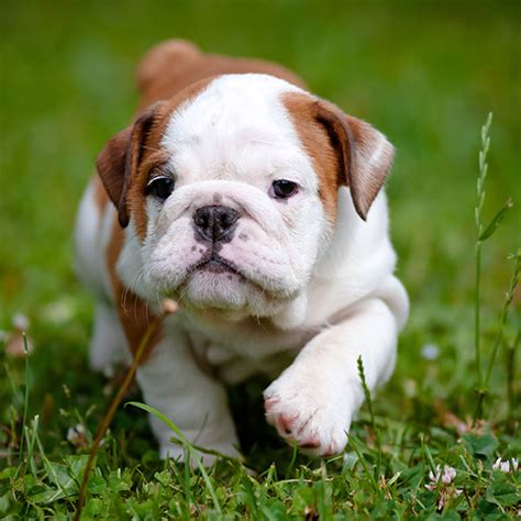 #1 | Bulldog Puppies For Sale In New York | Uptown