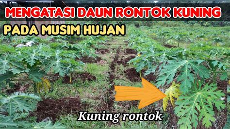 Mengatasi Daun Pepaya Kuning Rontok Dimusim Hujan Jadi Subur Kembali Youtube