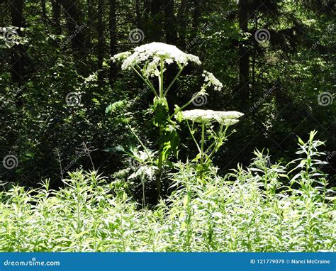 Hogweed Crece Bien Sobre La Altura De Las Plantas Locales De Los