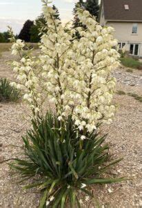 Yucca Filamentosa Ivory Tower Ivory Tower Adam S Needle