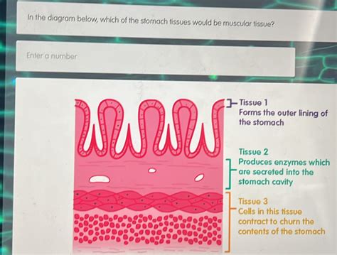 Solved In The Diagram Below Which Of The Stomach Tissues Would Be