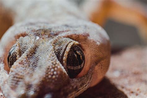 10+ Free House Gecko & Reptile Images - Pixabay