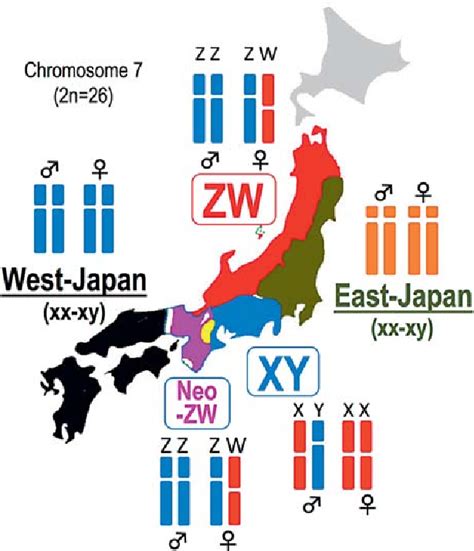 Figure 3 From Sex Determination And Sex Chromosomes In Amphibia