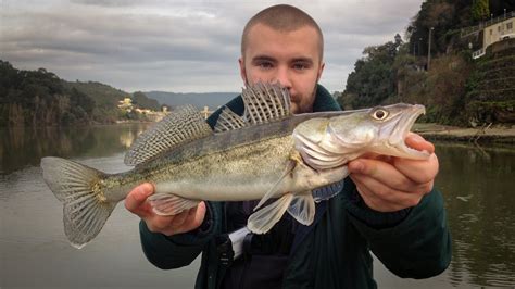 Pesca De Lucioperca Ao Fundo No Rio Douro Youtube