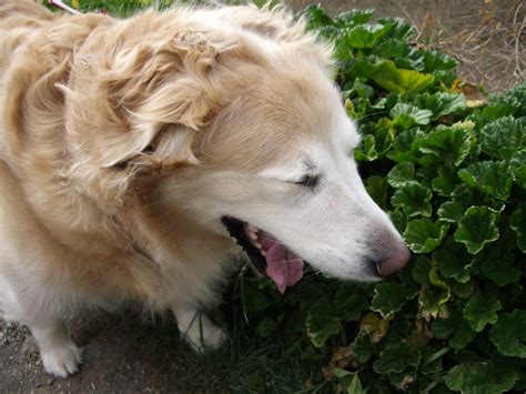 Reverse Sneezing in Dogs | Advanced Animal Chiropractic