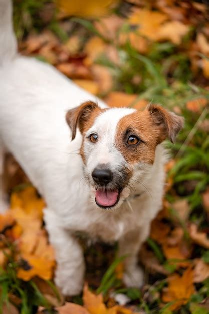 Perro Jack Russell Terrier Con Muchas Hojas De Oto O Amarillas Y Rojas