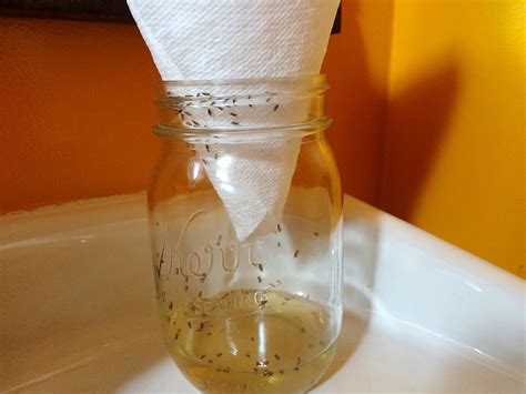 Fruit Fly Trap Diy Water Bottle You Can Make Your Own Fly Trap With