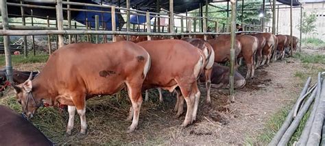 Jual Sapi Bali Untuk Qurban Bebas Virus PMK - Jual Sapi Qurban