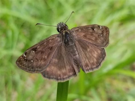 Horace S Duskywing From Anderson County US TX US On May 19 2021 At