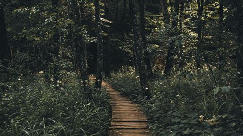 Wallpaper Path Forest Wooden Hd Picture Image