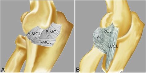 The Elbow Review Of Anatomy And Common Collateral Ligament Complex