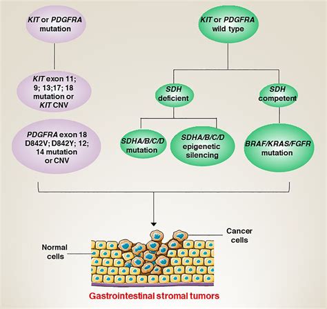 Frontiers Molecular Characteristics And Immune Microenvironment Of