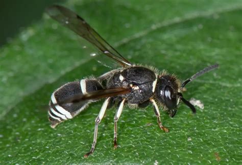 17 Black with White Striped Wasps (Pictures and Identification)