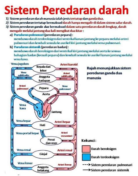 Ilmu Pengetahuan Sistem Peredaran Darah Pada Manusia