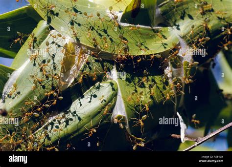 Green Ants High Resolution Stock Photography and Images - Alamy